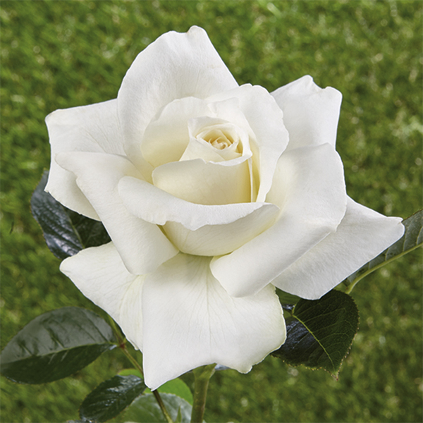 Róże pienne - z kwiatami róży angielskiej